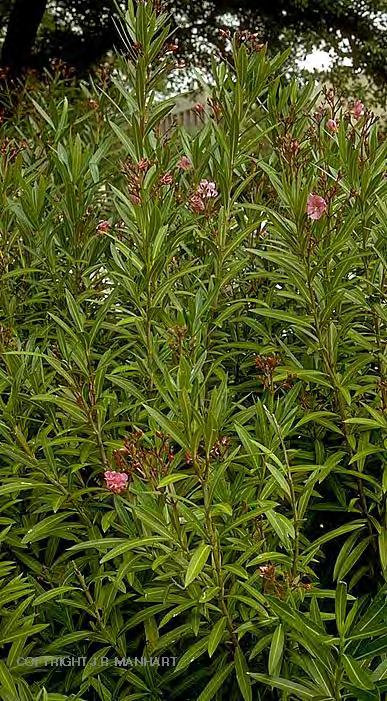 Familie: Apocynaceae (Hundsgiftgewächse) Nerium oleander (Oleander) Strauch oder Baum Milchsaft in ungegliederten Milchröhren Blätter in 3-zähligen Wirteln Blüten trugdoldig