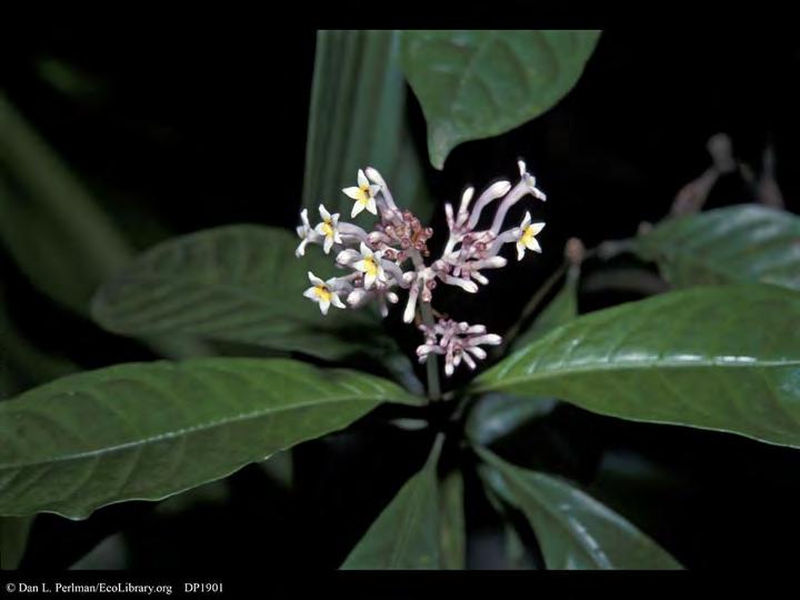 Familie: Apocynaceae (Hundsgiftgewächse) Rauvolfia serpentina (Rauwolfia)!unbehaarter, immergrüner Halbstrauch!