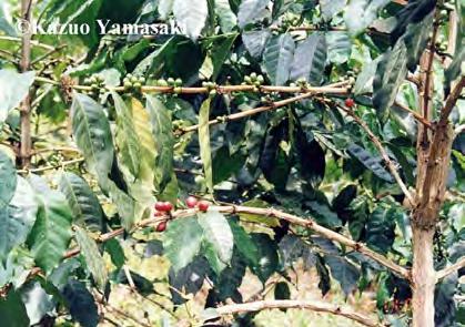 Familie: Rubiaceae (Rötegewächse) Coffea arabica (Bergkaffee) 6-9 m hoher Baum, in
