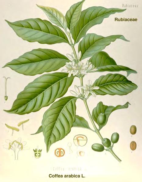 Familie: Rubiaceae (Rötegewächse) Coffea arabica (Bergkaffee) Coffeae semen (Kaffeebohnen) Die getrockneten, von der Samenhaut befreiten Bohnen.