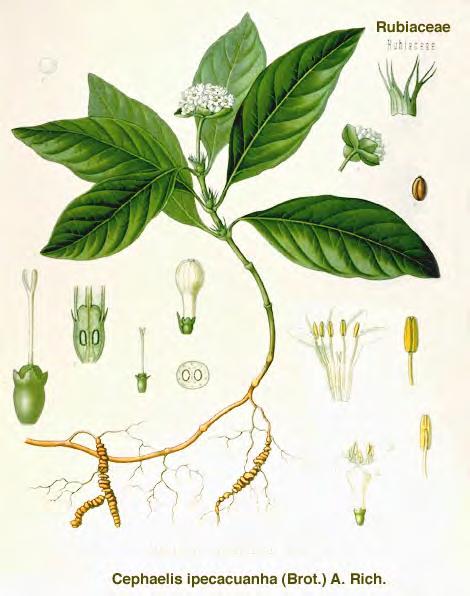 Familie: Rubiaceae (Rötegewächse) Cephaelis ipecacuanha (Brechwurz) immergrüne, krautige Pflanze einfacher, wenig verzweigter, schwach vierkantiger Stängel dekussiert stehende, ganzrandige Blätter