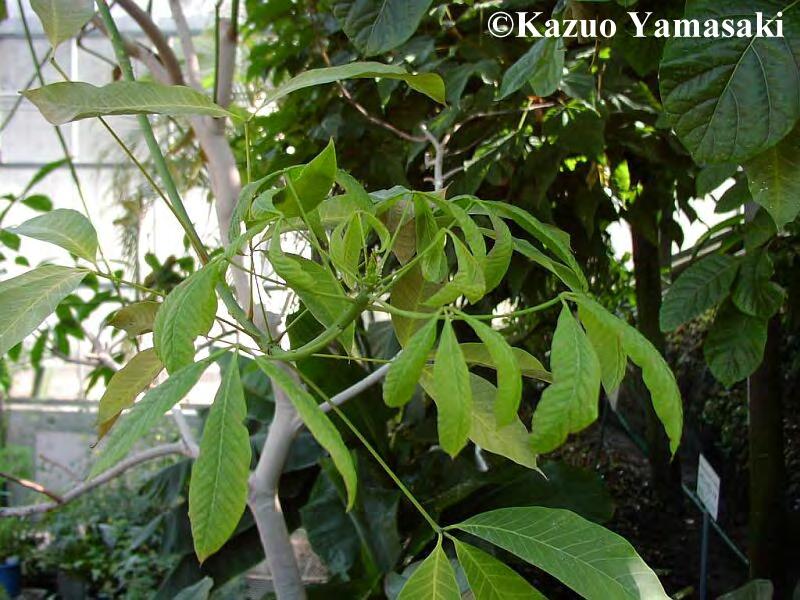 Familie: Rubiaceae (Rötegewächse) Cinchona pubescens (= Cinchona succirubra) (Roter Chinarindenbaum) bis 24 m hoher tropische Bäume gegenständige, einfache, ganzrandige