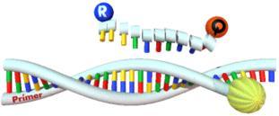 6 a-d TaqMan PCR (nach Schild 89 ) a. Anlagerung des Primers und der Sonde mit dem Reporter (R) und dem Quencher (Q) b. Elongation des PCR-Produkts und beginnende Hydrolyse der Sonde c.