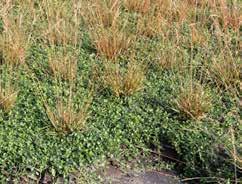 Immergrün (Vinca minor) deckt den Boden, verdrängt das Unkraut und bleibt auch im Winter grün. Das Konzept von Sellana besteht darin, mit fertig bepflanzten Pflanzenziegeln eine Rabatte zu gestalten.