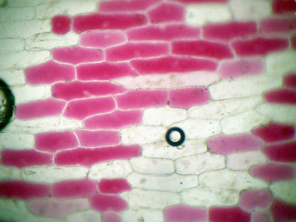 20 2. Versuch zu Plasmolyse - Deplasmolyse: Als Material dienen Zellen einer roten Zwiebel (aus der äußeren einschichtigen Epidermis einer Zwiebelschale) oder Zellen aus dem Fruchtfleisch von
