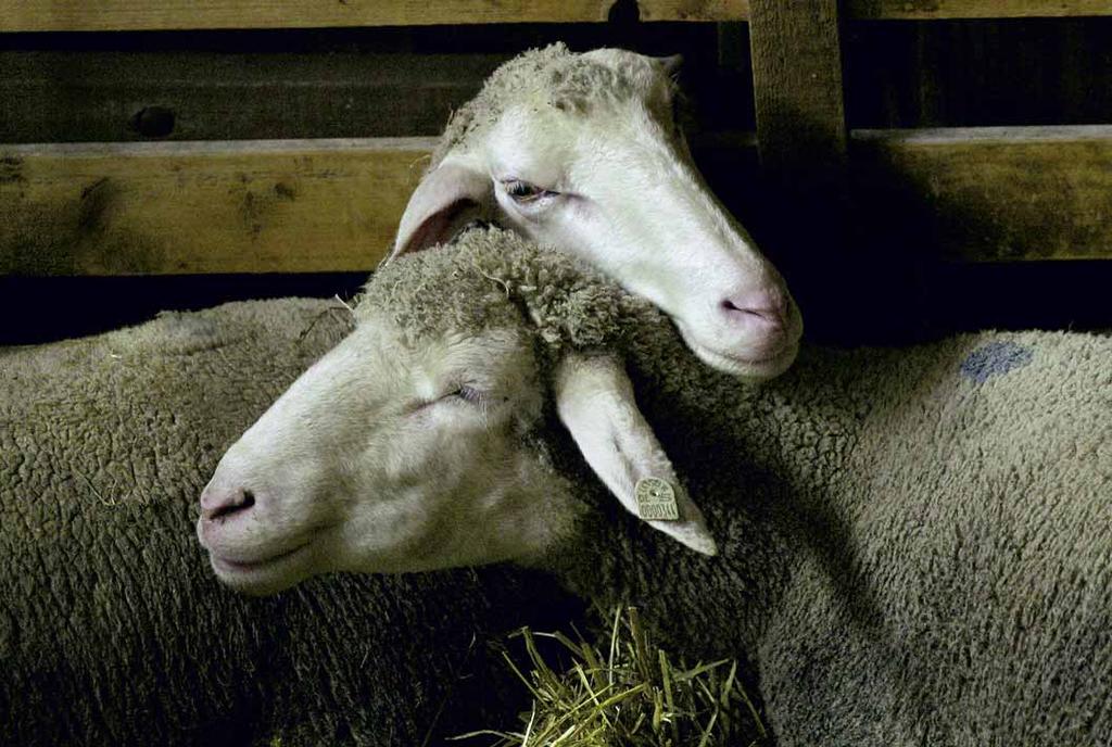 12 Sicherheit in der Herde Schafe haben je nach Rasse einen unterschiedlich stark ausgeprägten Herdentrieb, sie lassen sich nur ungern von ihrer Herde trennen und sind, wenn sie die anderen Schafe