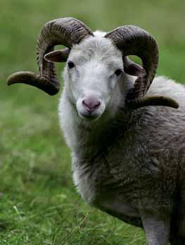 Zwischen manchen Schafen bestehen sogar enge Freundschaften, die daran zu erkennen sind, dass die Tiere gemeinsam weiden oder nebeneinander liegen. Schafe sind sehr wachsam und vorsichtig.