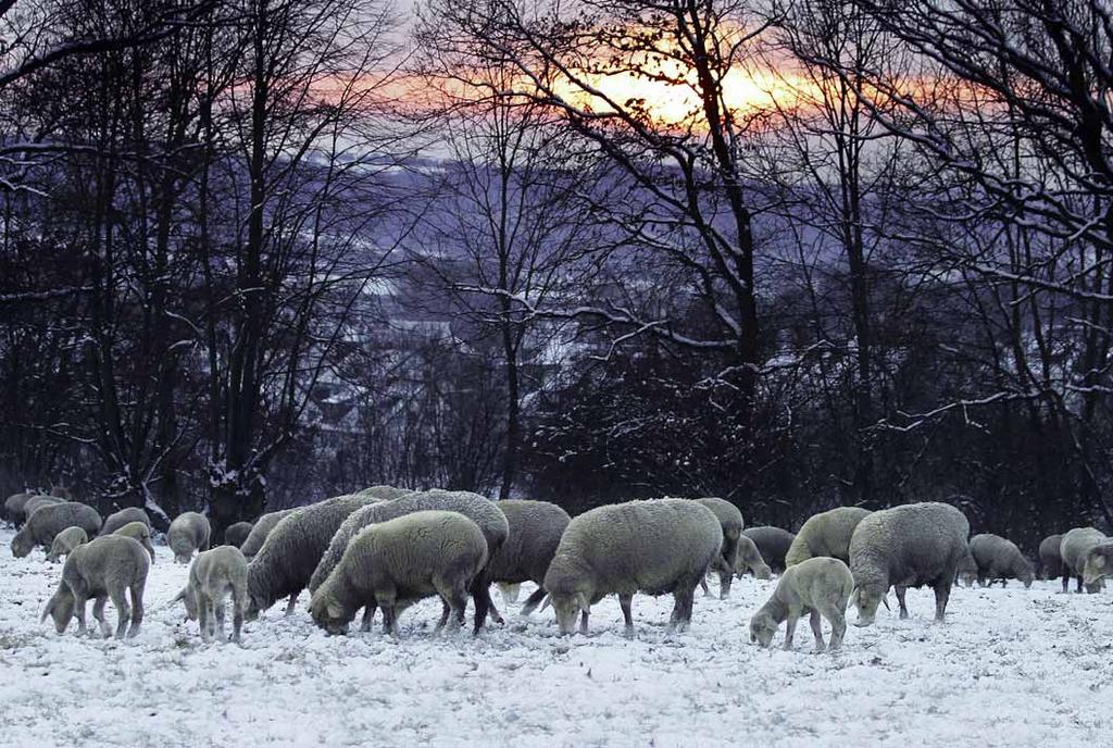 14 Schafe unter sich Auch wenn die Schafe in einer Herde noch so