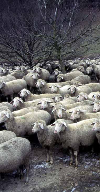 Schafherde hat eine eigene innere Struktur und jedes Tier seinen