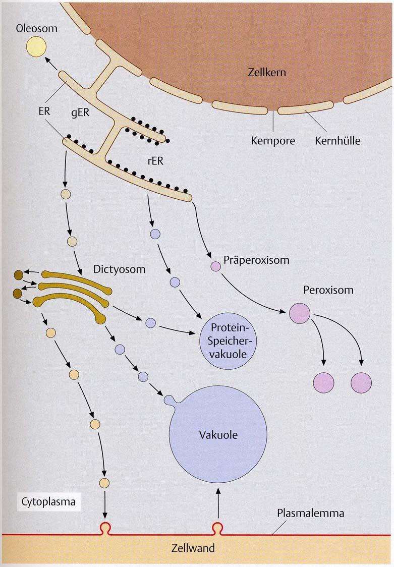 Das System der Grundmembranen (Endomembransystem) Kernhülle, Endoplasmatisches Reticulum, Dictyosomen (Golgi-Apparat), Vakuolen, Peroxisomen, Plasmamembran (Plasmalemma) und Plasmodesmen stehen