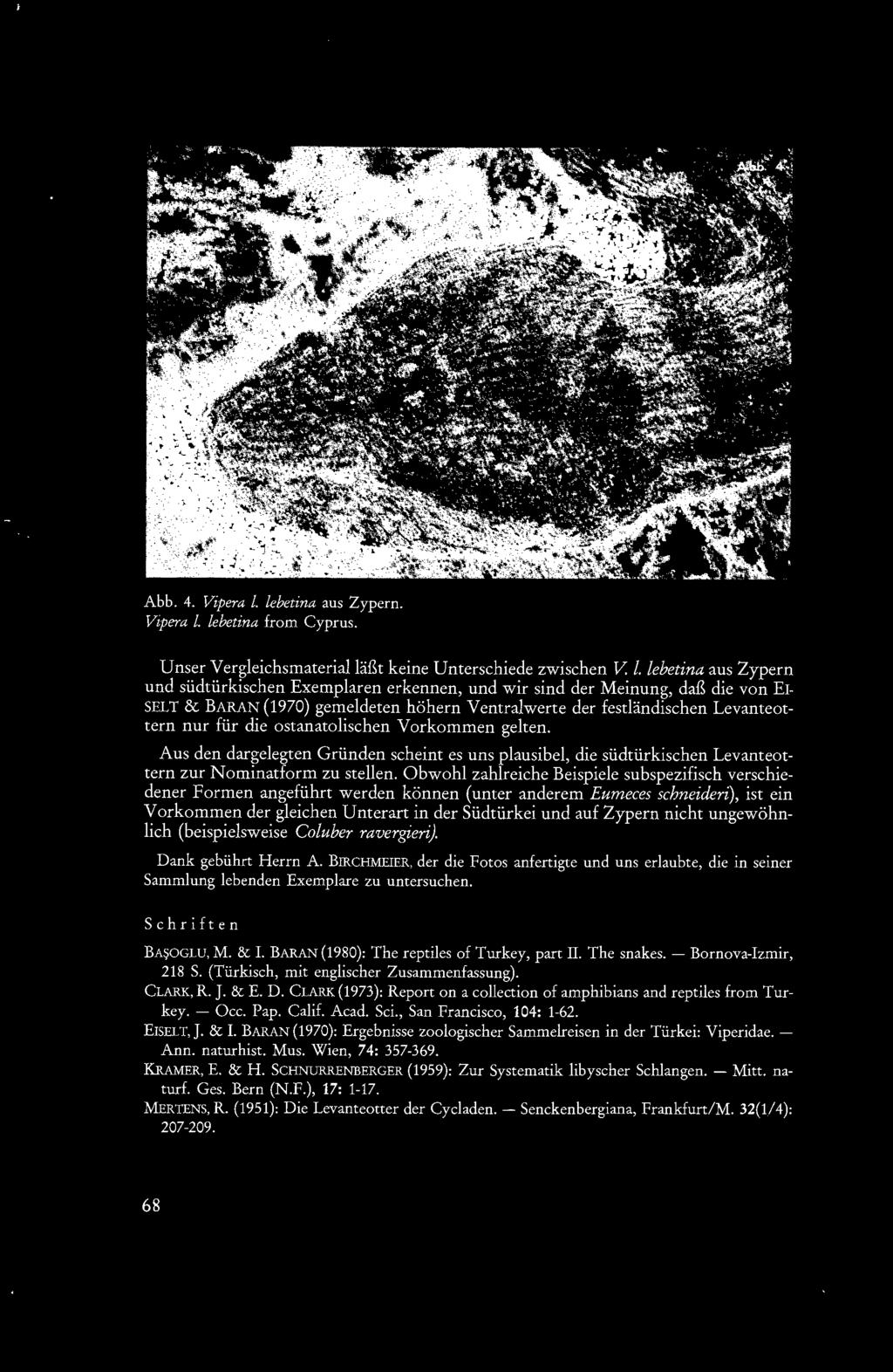lebetina aus Zypern und südtürkischen Exemplaren erkennen, und wir sind der Meinung, daß die von Er SELT & BARAN (1970) gemeldeten höhern Ventralwerte der festländischen Levanteottern nur für die