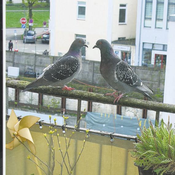 10 Hamburg Nr. 18 Achtung, Achtung Taube im Anflug! Mission Balkon zurückerobern : Was tun, wenn man plötzlich tierische Mitbewohner hat?