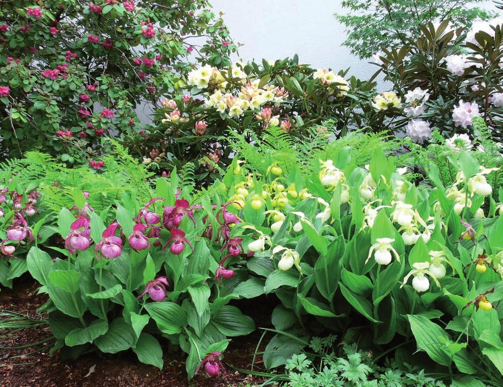68 Immer mehr Gartenliebhaber interessieren sich für winterharte Frauenschuhorchideen (die Cypripedium-Hybriden) und die Pflanzen tauchen deshalb wohl auch verstärkt im Fachhandel auf.