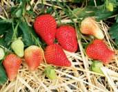 Die Fruchtfestigkeit ist gut, aber für den Grosshandel wüchsig und gegen Blatt- und Wurzelkrankheiten widerstands- Mehltau. Für den 2-jährigen Anbau geeignet.