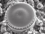 .4: Entwicklung des autotrophen Pikoplanktons (Fischbach- Uttwil) 3 Abb.