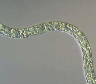 30 KAPITEL 2 DIE PHOTOSYNTHESE DER CYANOBAKTERIEN Abb. 2.3 zeigt als Beispiele die Cyanobakterien Arthrospira platensis (A) und Thermosynechoccus elongatus (B).