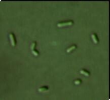 3 Arthrospira platensis (früher: Spirulina platensis) ist ein filamentöses Cyanobakterium, Thermosynechococcus elongatus (früher: Synechococcus elongatus) tritt hingegen in Form von Stäbchen auf.