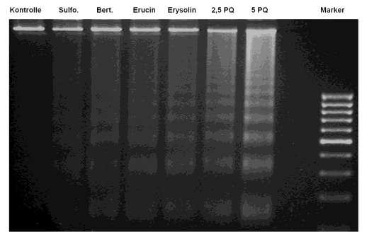 Ergebnisse 147 apoptotische Endonukleasen geschnitten worden. Nach Inkubation der H4IIE Zellen mit den vier Isothiocyanaten ist ähnlich wie bei der Positivkontrolle ein Leitermuster erkennbar.