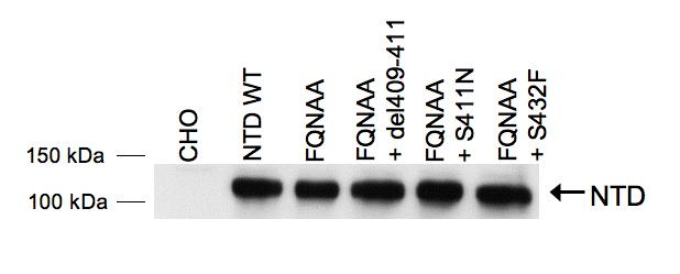 + S411N oder 23 FQNAA 27 + S432F), das Reportergen pfr- Luc und phrgtk in CHO-Zellen transfektiert.
