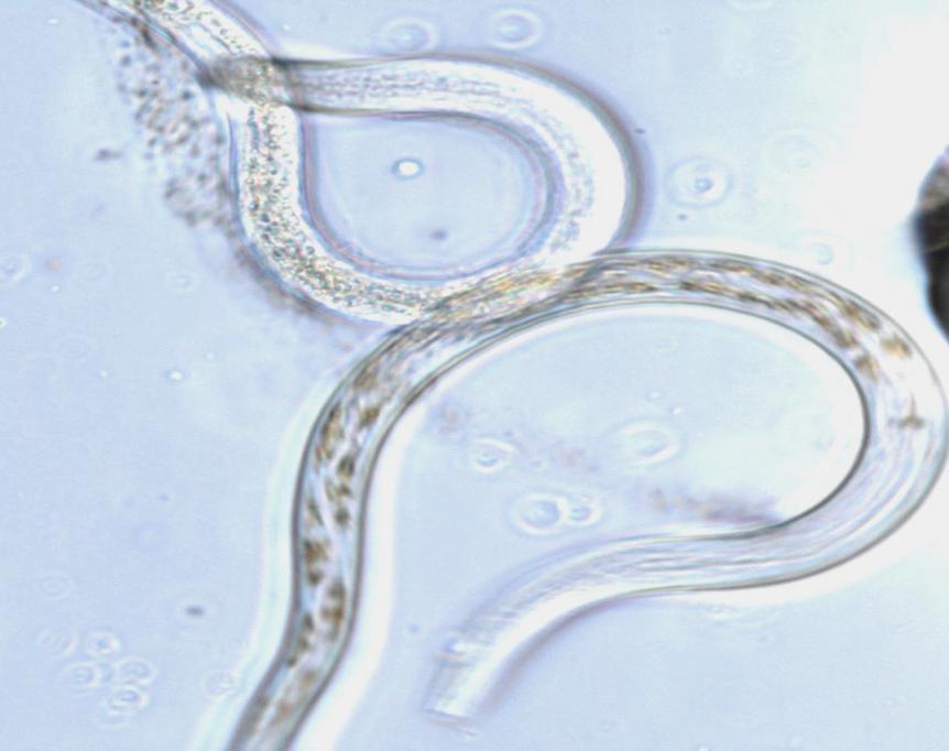 Würmer als Biotester chronische Wirkungen / Entwicklungsstörungen Hemmung der