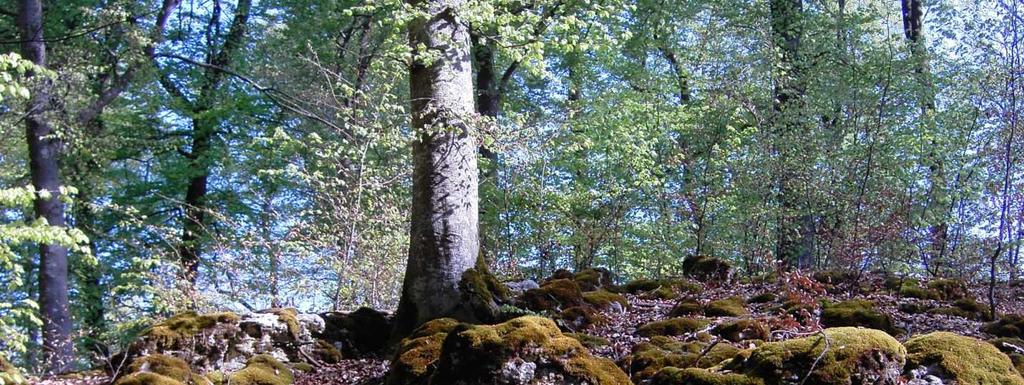 Auf diesen Aspekt wird insbesondere in den FFH-Gebieten mit Orchideen-Kalk-Buchenwald- Lebensraumtypen gezielt Wert gelegt. Felsbereiche werden von starken Auflichtungsmaßnahmen verschont.