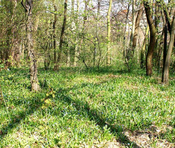 Waldlichtung mit Scilla Vorwiegend wächst der Blaustern in Buchenwäldern, Laubmischwäldern und Auwäldern, manchmal aber auch am