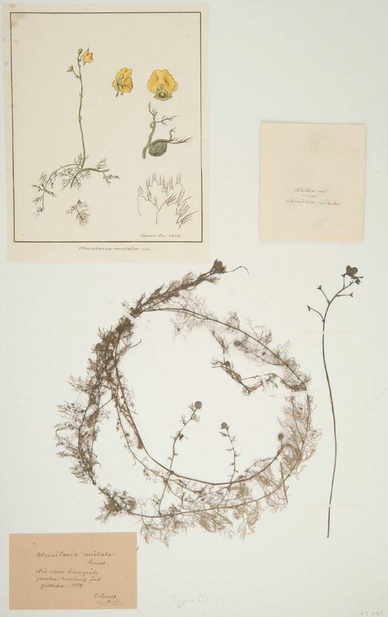 Tafel 1 Tafel 1: Utricularia mutata Leiner, die heute U. australis R. Brown heißt. Der ringförmig aufgeklebte Wasserspross ist verzweigt.