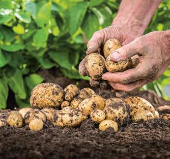 Kartoffeln, Obst & Gemüse Unsere zahlreichen, langjährigen Kunden aus Handel und Verarbeitung suchen Kartoffeln, Obst und Gemüse.
