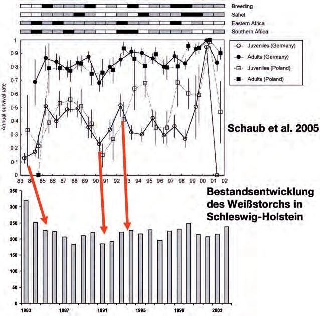 Abb. 3: Jährliche Überlebensrate osteuropäischer Weißstörche (Schaub et al. 2005) und die Auswirkung auf den Bestandstrend in Schleswig-Holstein.