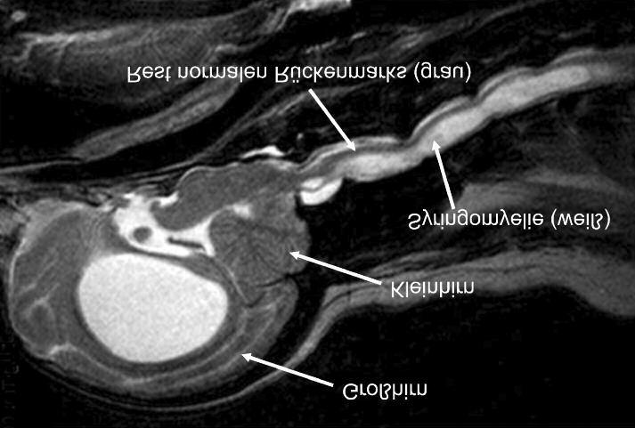 Abschlussbericht Rückenleiden sichtbar machen Die Syringomyelie, eine schwere Erkrankung des Rückenmarks, ist auch bei deutschen Cavalier King Charles Spaniels (CKCS) weit verbreitet.