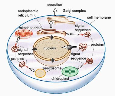 Die Zelle als Grundlage der Züchtung Leben ist in seiner Entstehung und Funktion zellulär organisiert.