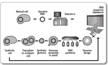 Grundlagen der synthetischen Gentechnik DNA-Analyse und DNA-Synthese gehen