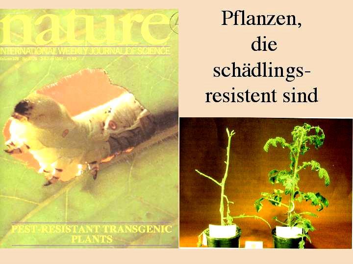 Planzen, die ihre eigenen Insektizide produzieren: die Pflanze unten rechts enthält das