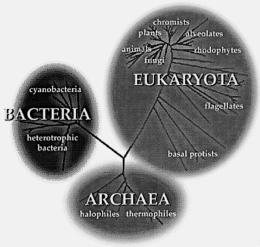 16 Wissenschaft / Forschung Die traditionelle Einteilung der Lebewesen in Eukaryonten und Prokaryonten ist vor etwa zwei Jahrzehnten zu einer dreigliedrigen Systematik erweitert worden: den Archaea,