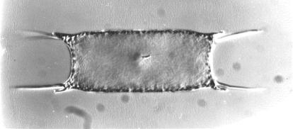 Einleitung A) K Pl V N B) Pl Cyt K N V Abbildung 1-6 Aufnahmen einer einzelnen Zelle Odontella sinensis und Phaeodactylum tricornutum Lichtmikroskopische Aufnahme von der pennaten Kieselalge