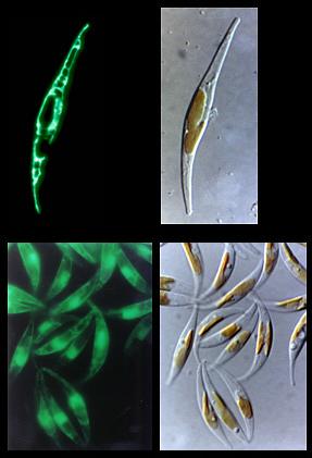 Ergebnisse Cytosol ER Abbildung 3-11 Fluoreszenzaufnahmen verschiedener Phaeodactylum-Transformanden Fluoreszenzmikroskopische Aufnahmen von unterschiedlichen Transformanden zur Lokalisation des