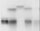 Ergebnisse A) K G D B) K G D W W HSM N/D poee23 - poee23-24 kda - * - 24 kda - * - Abbildung 3-35 Voruntersuchung zum Import von poee23 aus Weizen in Coscinodiscus-Thylakoiden Autoradiographie von