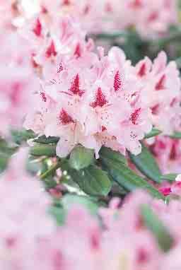 Der Name verrät es schon: Rhododendron kommt aus dem Griechischen und bedeutet Rosenbaum. Die Rhododendren sind auch für ihr immergrünes Blattwerk bekannt.
