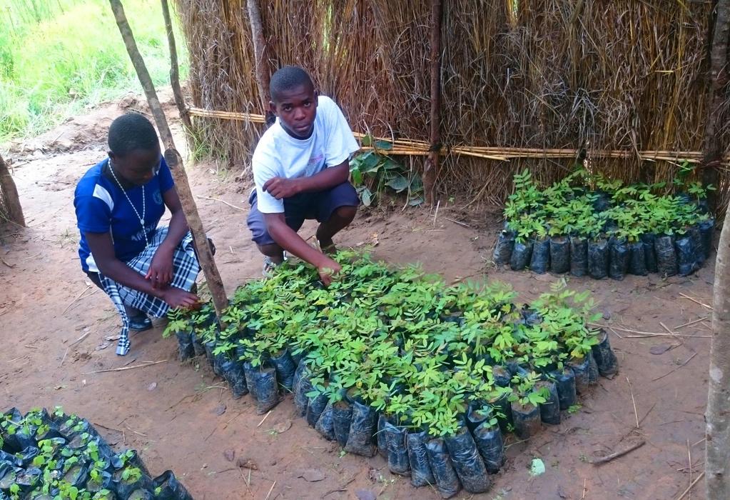 In vier ländlichen Gebieten im Norden Malawis werden deshalb in 50 Schulen je eine