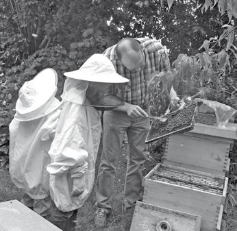 22 23 Nachgeforscht Nachgeforscht Bild 2: Nahaufnahme eines Holzrahmens mit Waben und Arbeiterbienen.