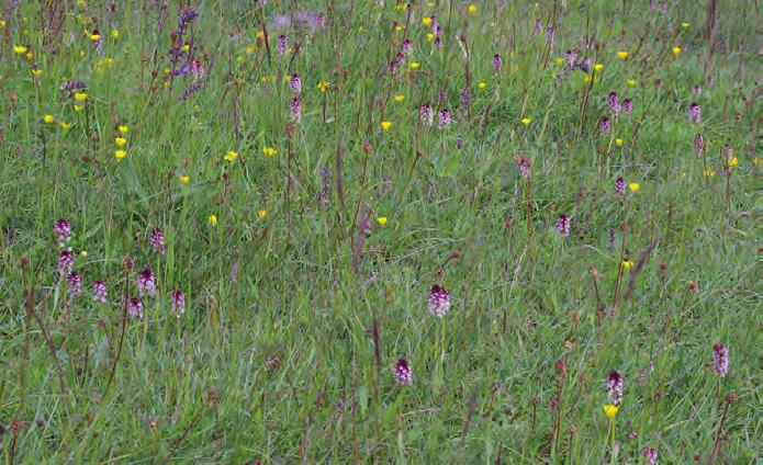 Bild 5: Das Brand-Knabenkraut (Orchis ustulata) kommt in NRW nur in der Kalkeifel vor.