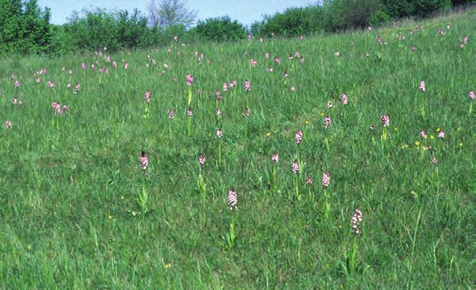 Bild 8: Die sehr seltene Honig-Orchis (Herminium monorchis) kommt im Gebiet nur in neun, von Schafen beweideten Kalkmagerrasen vor.