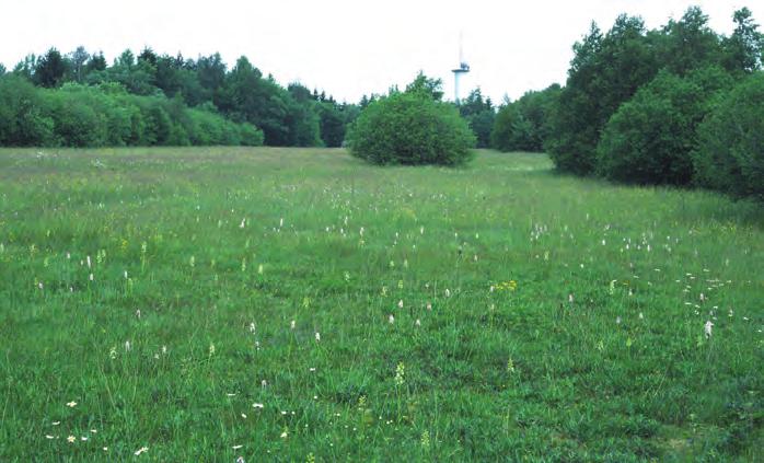 Bild 14: Vegetationskomple aus orchideenreichen Feuchtwiesen, Borstgrasrasen und Goldhaferwiesen (Hintergrund) im Westteil des NSG Sistig-Krekeler Heide.