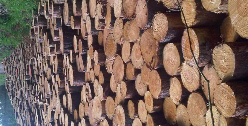Jede Wirtschaft, die auf Nachhaltigkeit ausgerichtet ist, braucht den nachwachsenden Rohstoff Holz. Diesen unterschiedlichen Herausforderungen wird eine multifunktionale Waldwirtschaft gerecht.