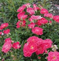 Offenblütige (ungefüllte) Blüten cm Alcantara (Noack, 1999) rot 60 *** Alpenglühen (Tantau, 2003) rot 70 *** Stadt Rom (Tantau, 2007) kräftig rosa / pink 2007 90 ***