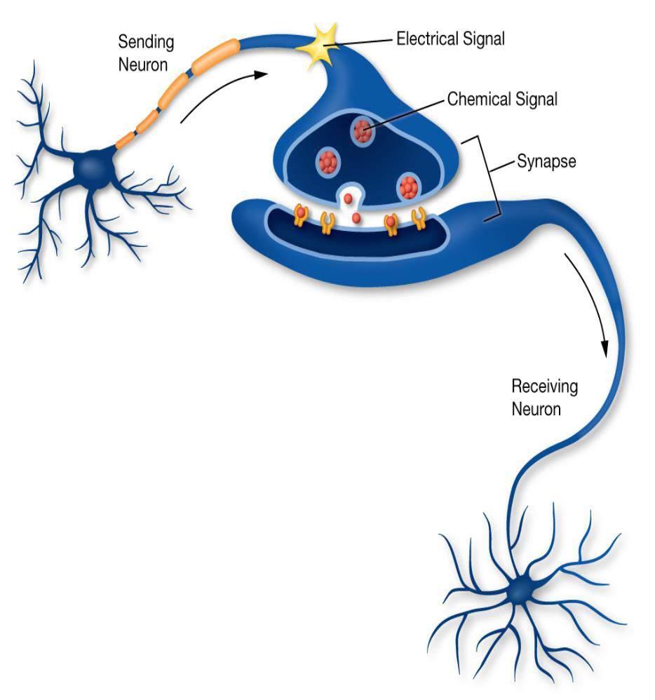 Kommunikation im Nervensystem Signalweiterleitung von Neuron an weiteres Neuron oder andere Zellen bei ausreichender Stimulation Weiterleitung zunächst über elektrische Impulse An Neuronenendigung