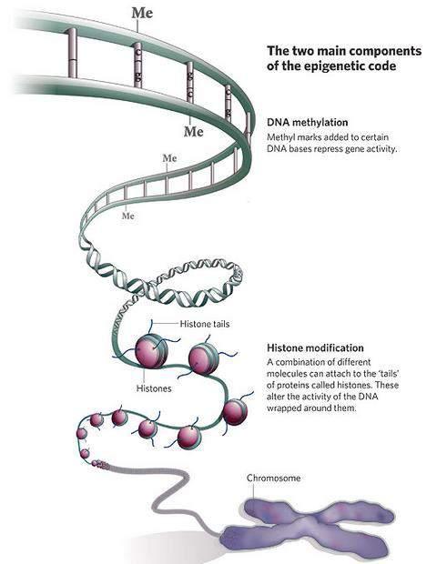 Epigenetik (Gen-Umwelt-Interaktion) Veränderungen an den Chromosomen ohne Änderung der DNA-Sequenz Biochemische Modifikationen an einzelnen Basen und/oder der DNA Verpackung (Histone) z.b.