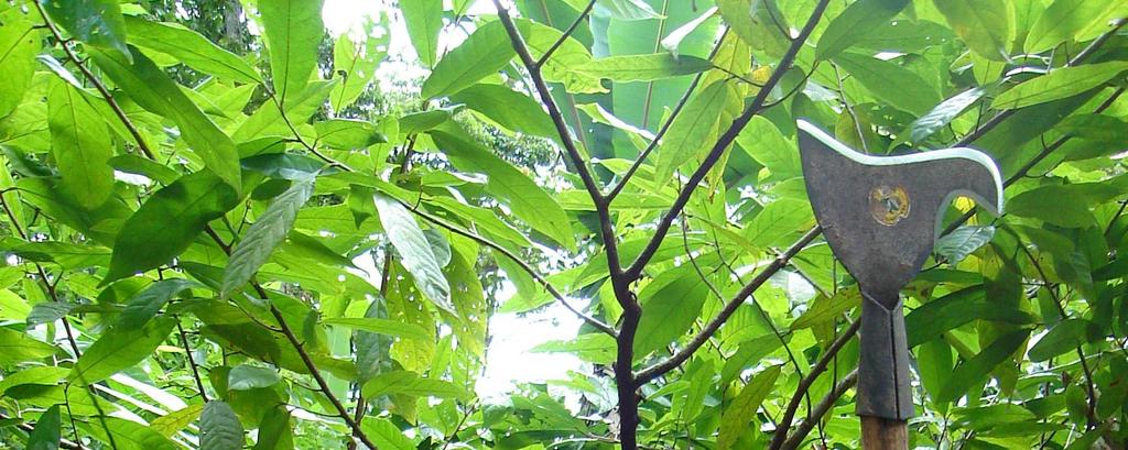 zertifizierter, organischen Kakao anbauender Kleinbauern nahezu verdoppelt werden (ca. 700).