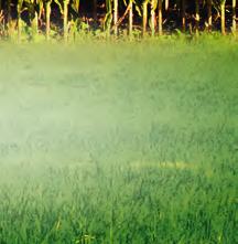 In der Gesamtleistung zeigten sich Behandlungen in der Kombination eines gräserwirksamen Bodenwirkstoffs (Dimethenamid-P) in Ergänzung mit einem gräserwirksamen Triketon (Topramezone) und