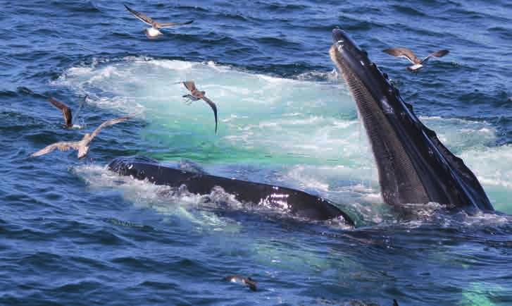 Updates Updates IHRE ORCA-NEWS von Paul Spong und Helena Symonds aus Kanada A5-POD Im Jahr 2016 verbrachte der A5-Pod besonders viel Zeit in unserem Gebiet mehr als die anderen Orcagruppen der